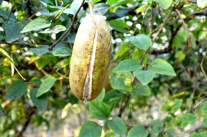  p>三叶木通(学名: i>akebia trifoliata  /i> i>(thunb.