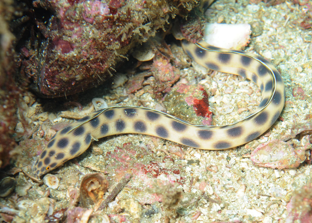 巨斑花蛇鳗