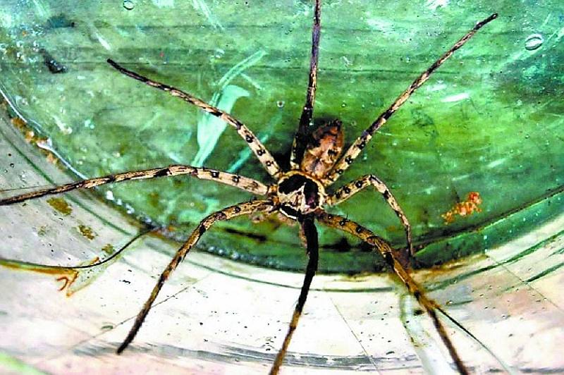  p>捕鱼蛛(dolomedes)属于盗蛛科,又称食鱼蜘蛛,狡蛛,跑蛛等.