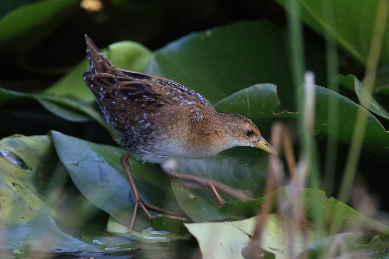  p>北美花田鸡(学名:coturnicops noveboracensis)是小型 a target="