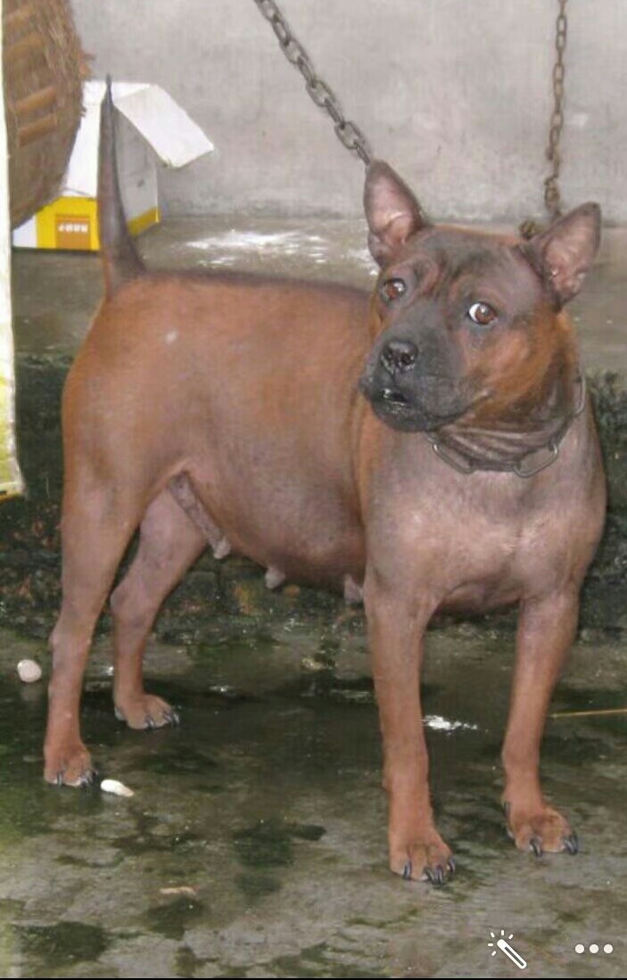  p>山狗又称川东犬,川东猎犬,邻水狗,竹狗,足狗,撵山狗,赶山狗,阴山狗