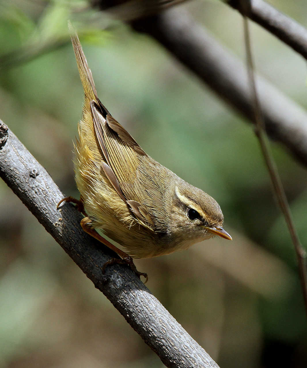  p>褐柳莺(学名: i>phylloscopus fuscatus /i>)小型鸟类,体长11~12