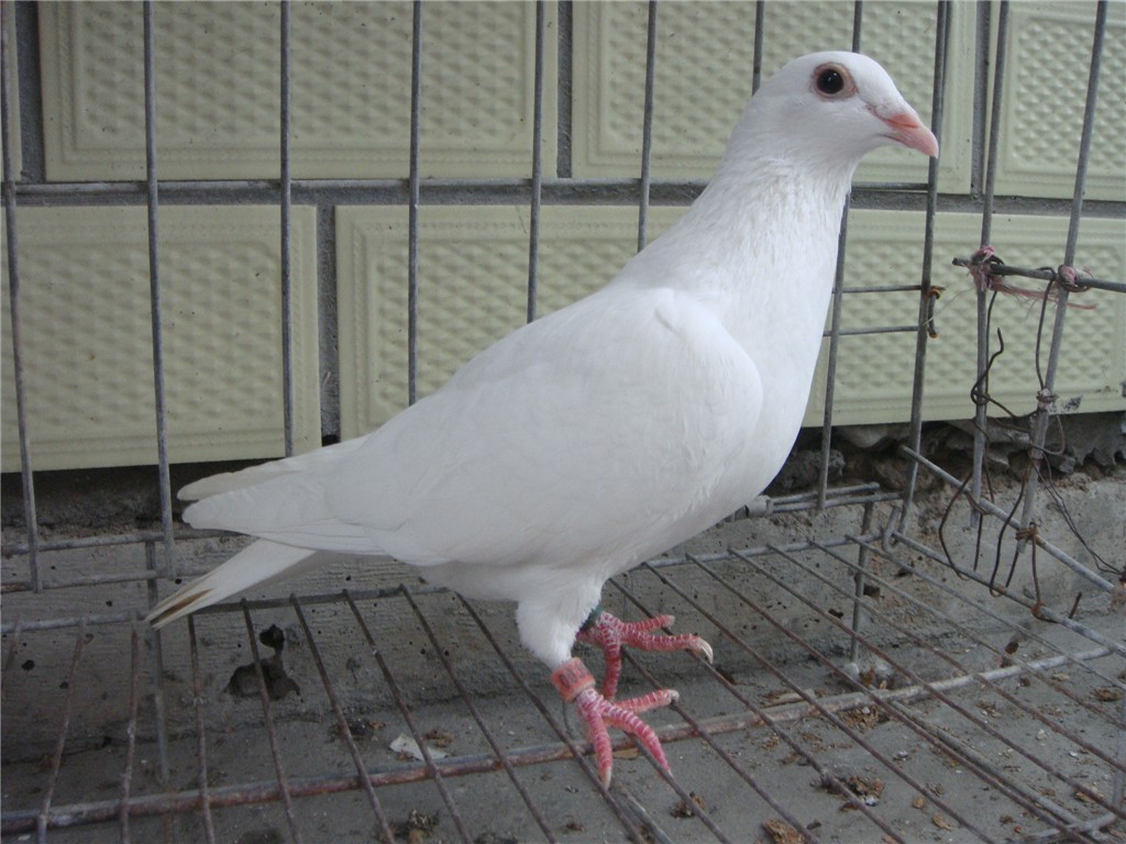 纯白色鸽
