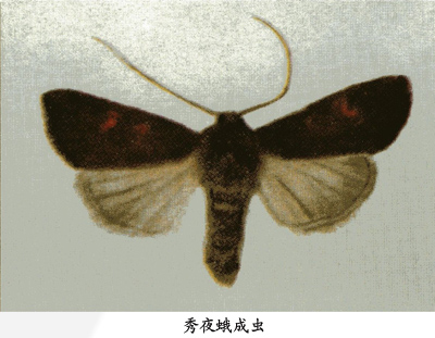 amphipoea fucosa(freyer)