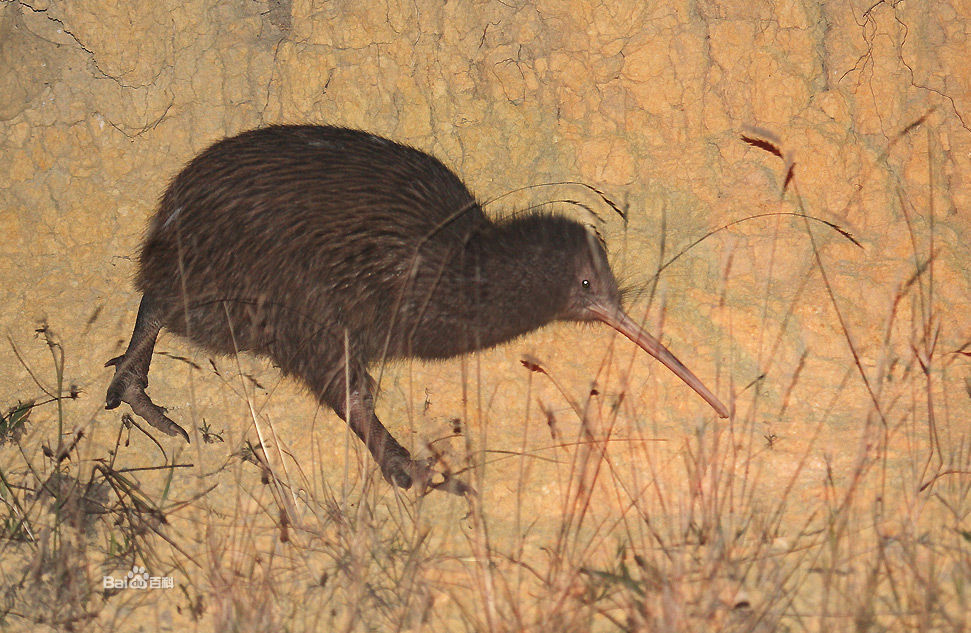 apteryx australis mantelli