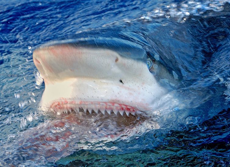 加拉帕戈斯鲨鱼