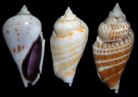  p>驼背凤凰螺(学名: i>gibberulus gibberulus gibbosus /i>):成贝长