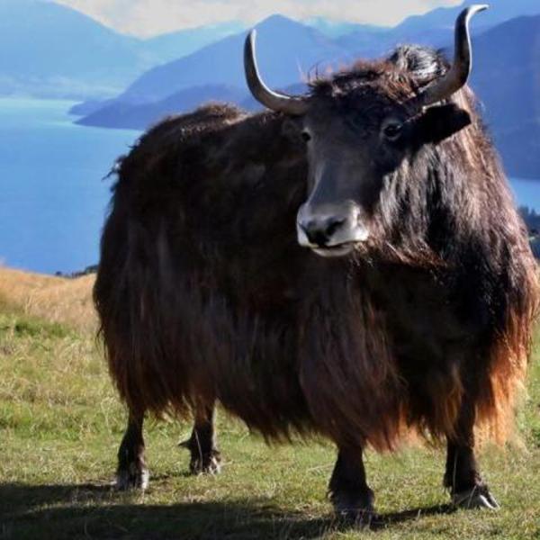  p>牦牛(学名: i>bos mutus或bos grunniens /i>,英文名称:wild yak)