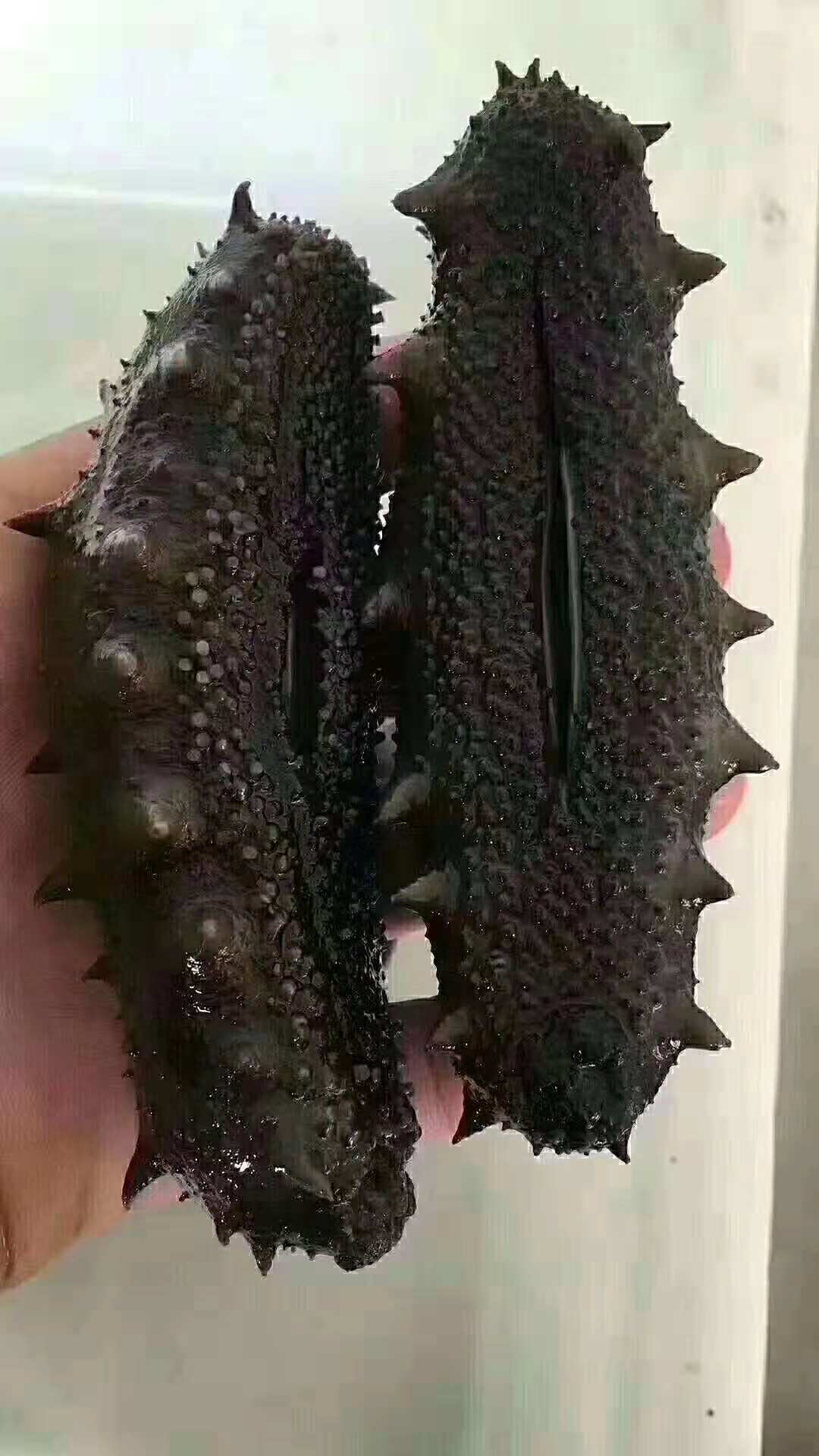  p>灰刺参,海参的一种,又名刺参,海鼠,梅花参,黑玉参,是中国20多种