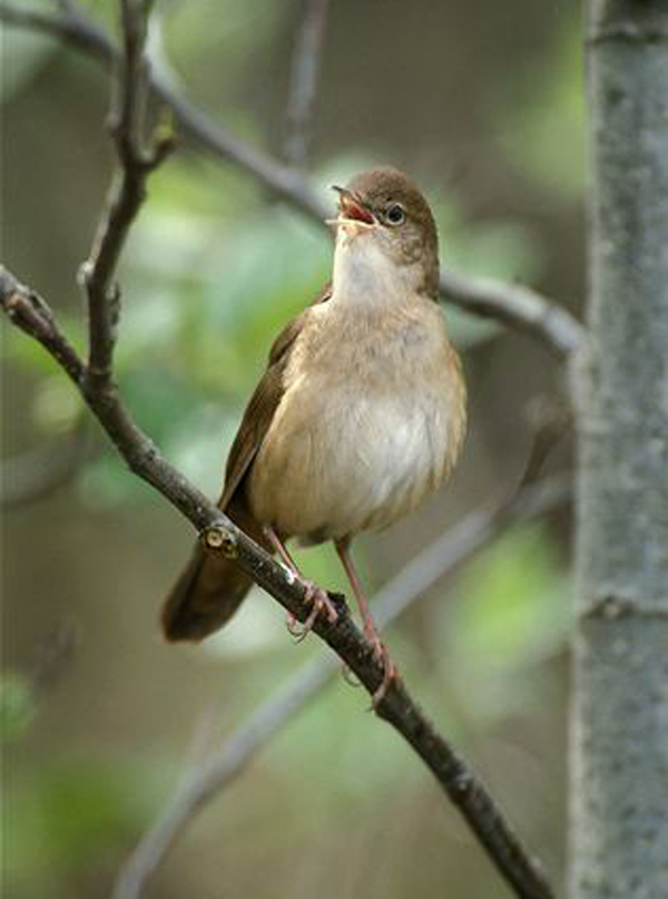  p>鸲蝗莺(学名: i>locustella luscinioides /i>):体长14厘米,翼展21