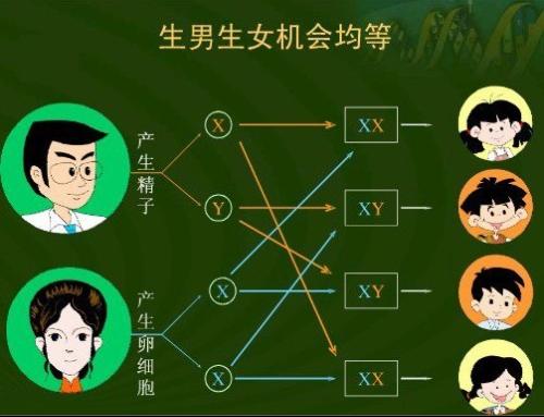  p>转胎丸,就是用来改变胎儿性别的药丸,即将胎儿的性别由女性变为