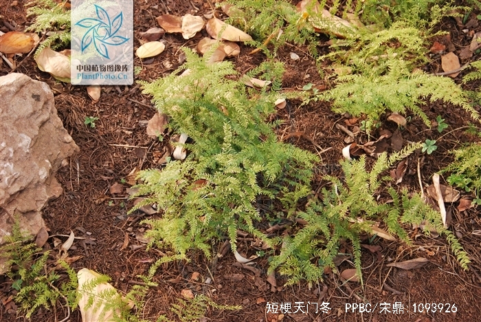  p>短梗天门冬(学名: i>asparagus lycopodineus /i> wall.
