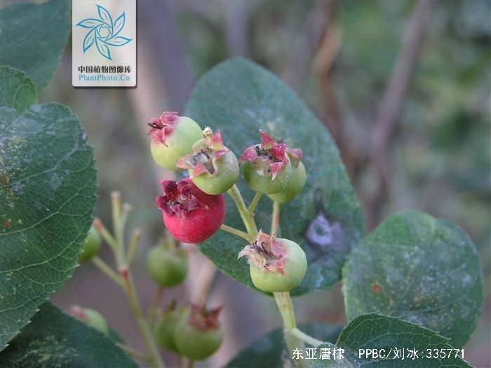 amelanchier asiatica