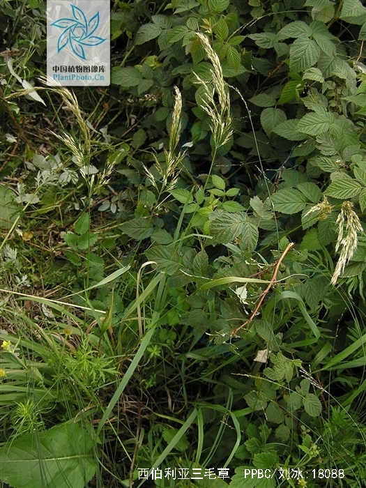 西伯利亚三毛草