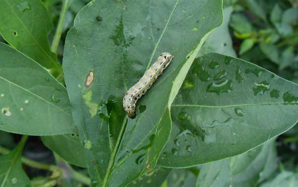 "14761522">鳞翅目夜蛾科 /a>斜纹夜蛾属的一个物种,是一种农作物害虫