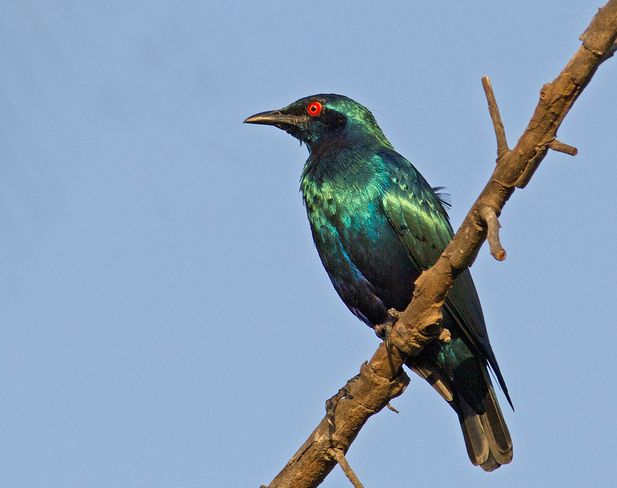  p>短尾丽 a href="#" data-lemmaid="2695954">椋鸟 /a>属中型 a