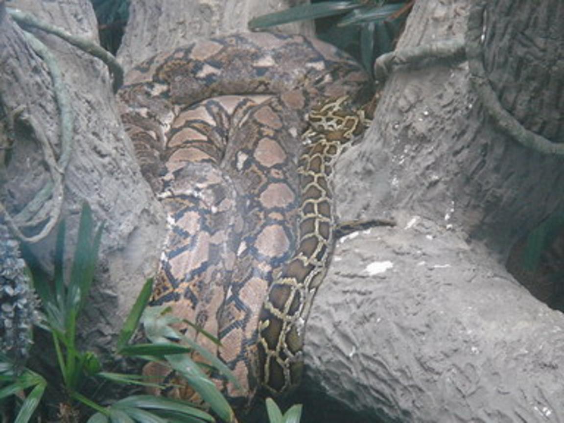  p>网纹蟒(拉丁文名:reticulated python)又称为 a target="_blank"