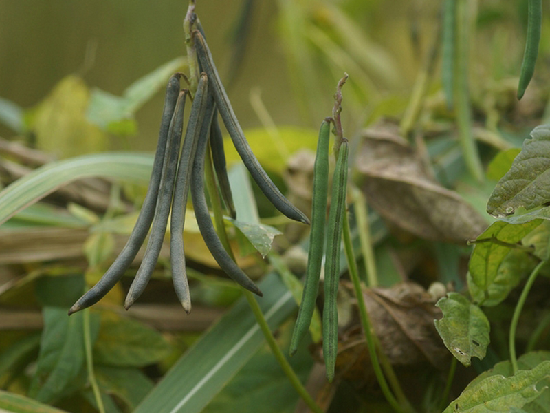  p>赤豆(学名: i>v i>i /i> /i> i>gna angularis   /i>(willd.