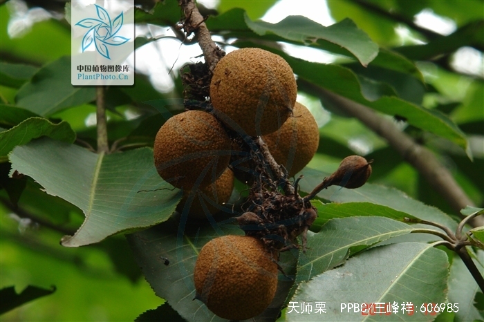 亦称"猴板栗",是 a data-lemmaid="6744213">无患子目 /a>, a href