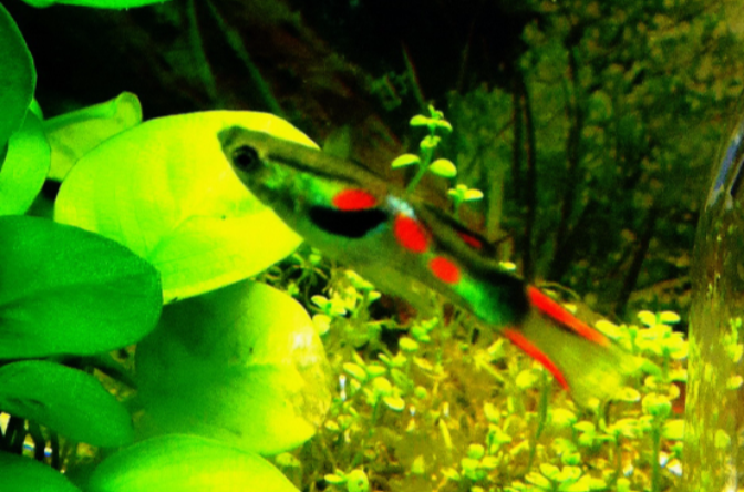 data-lemmaid="273425">孔雀鱼 /a>的一种,又名安德拉斯双剑孔雀,安德