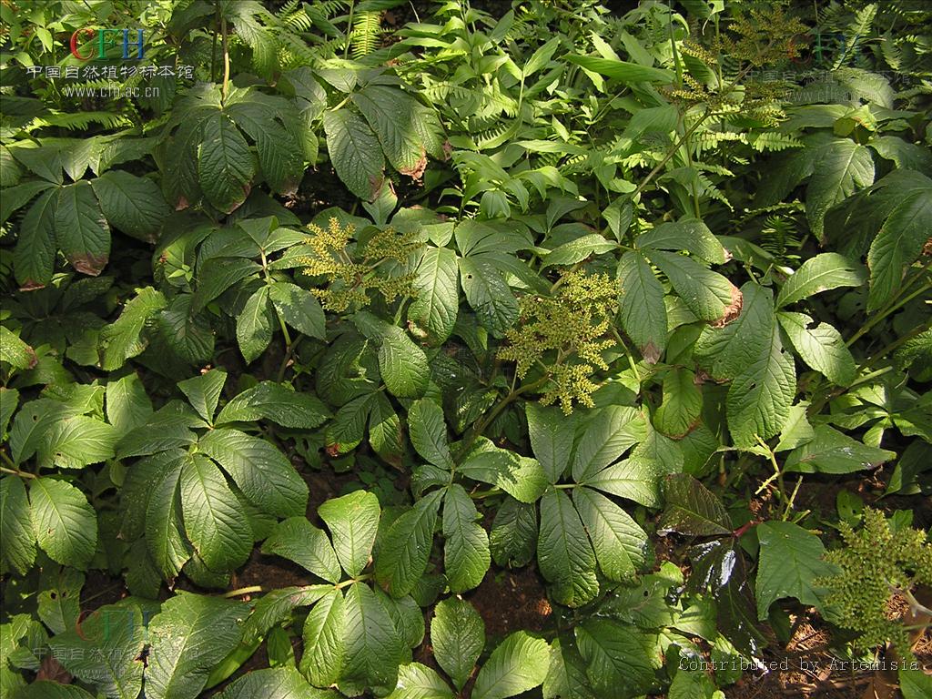  p>鬼灯檠(学名:rodgersia aesculifolia batal)是虎耳草科鬼灯檠属