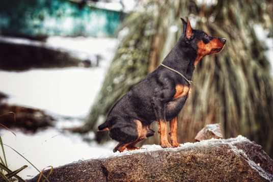 迷你杜宾犬 百度百科