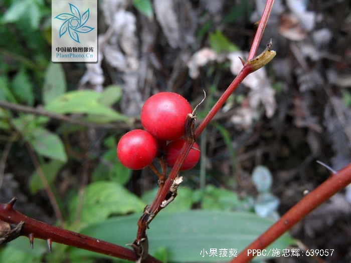  p>小果菝葜 i>(smilax davidiana a. dc.
