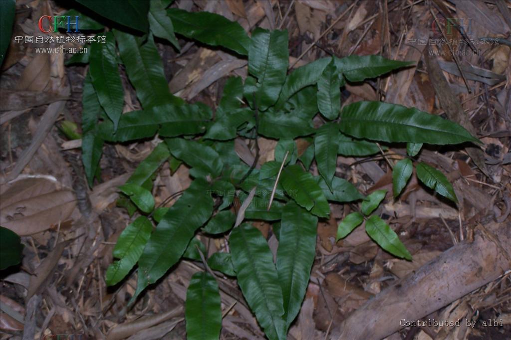 pronephrium gymnopteridifrons (hay. ) holtt.