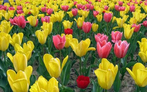 北京金盏郁金香花园