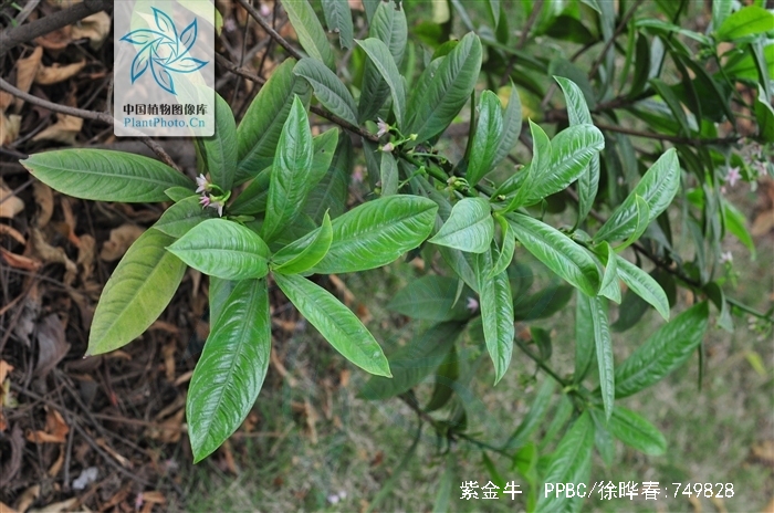  p>紫金牛,学名:ardisia japonica (thunb)blume,别名小青,矮茶,短脚