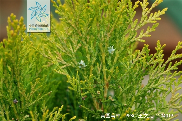 p>美国扁柏(学名: i>chamaecyparis lawsoniana /i> (a. murr.