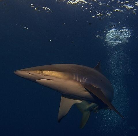 镰形真鲨