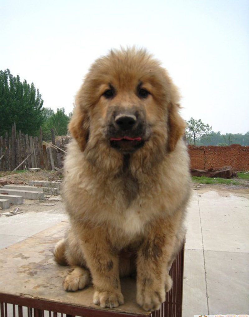  p>獒犬, 超大型 a target="_blank" href="/item/工作犬/2308210"