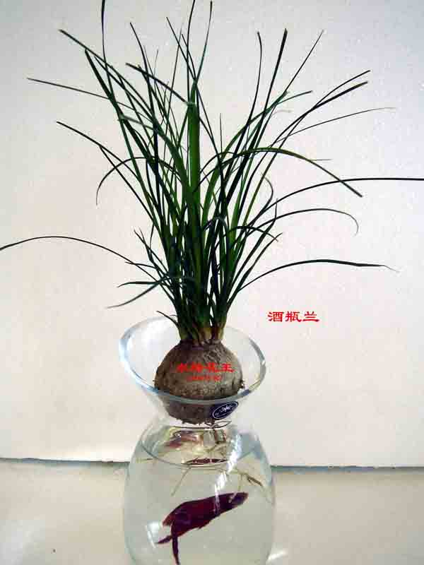 酒瓶兰