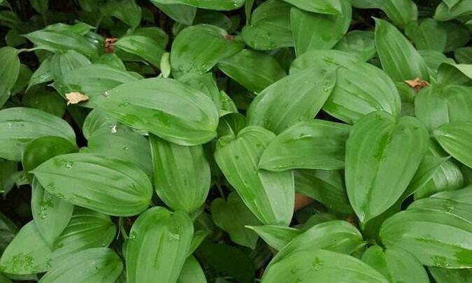  p>散斑竹根七(学名: i>disporopsis aspera  /i>(hua) engl.