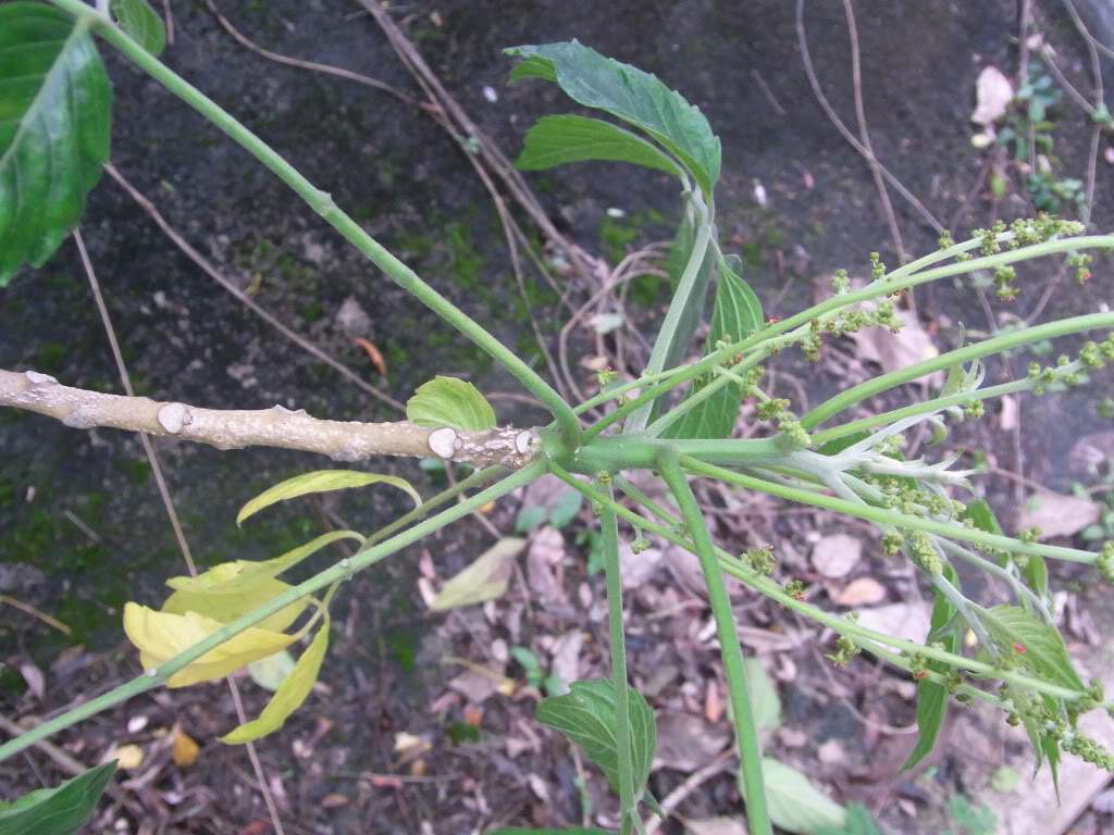  p>苦木科指的是绿色植物亚界,轮藻总门,木贼门(有胚植物门),木贼亚门