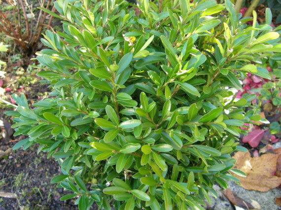  p>雀舌黄杨(学名: i>buxus bodinieri /i>  levl.