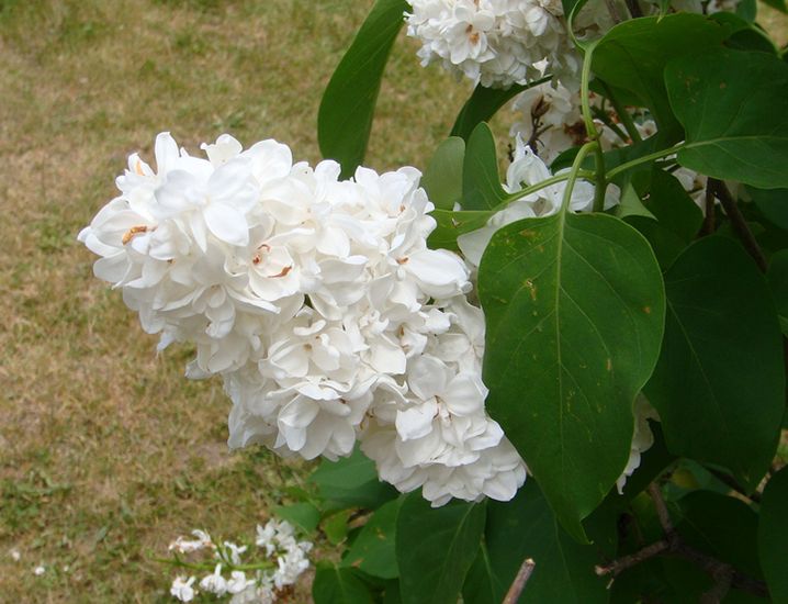  p>白丁香(学名: i>syringa oblata /i> lindl. var.