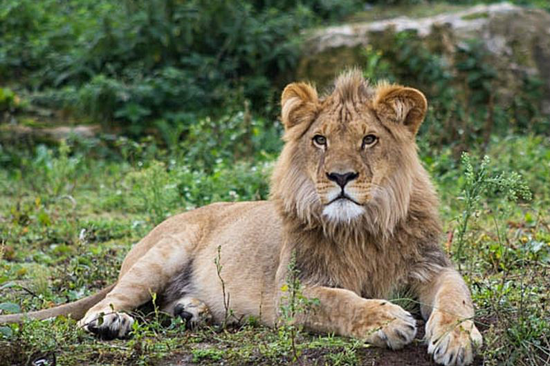  p>刚果狮(学名: i>panthera leo azandicus /i>):雄狮体重可达170