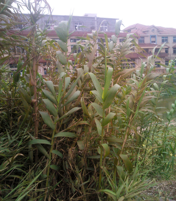  p>南荻(学名: i>triarrhena lutarioriparia  /i>l.