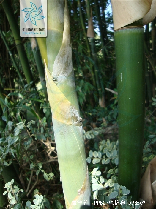  p> a href="#" data-lemmaid="2549562">青竿竹 /a>(b.