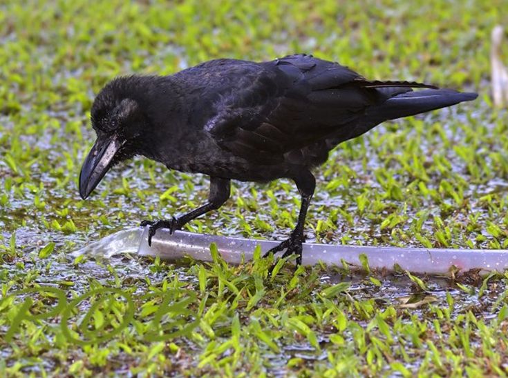 大嘴乌鸦缅泰亚种