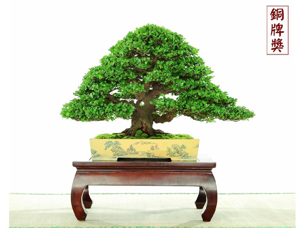  p data-id="gnvjrm5pnt">翠米茶又名米碎茶,米碎花,碎米茶,凹叶柃木