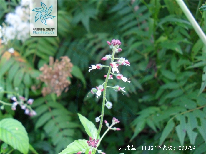  p>水珠草,中药名.为柳叶菜科植物水珠草 i>circaea lutetiana /i> l.