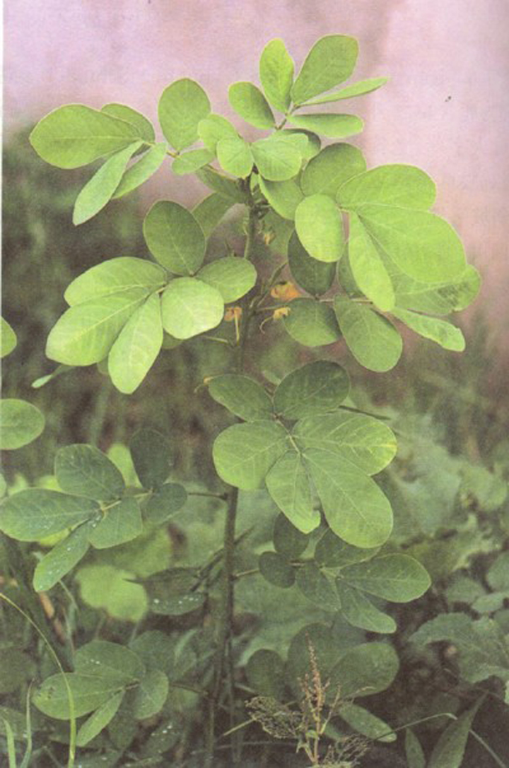  p data-id="go0acmhqaa">地豆草,潮汕地区别名称为软枝假地豆,山地豆