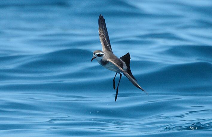  p>白腰叉尾海燕(学名: i>oceanodroma leucorhoa /i>): a target="