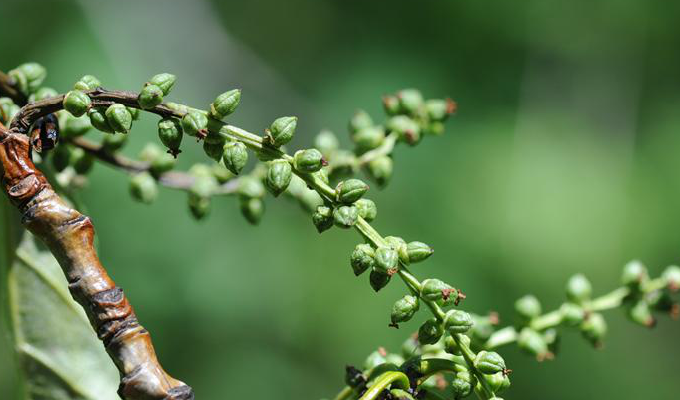  p>大青杨(学名: i>populus ussuriensis /i> kom.)是杨柳科杨属植物.