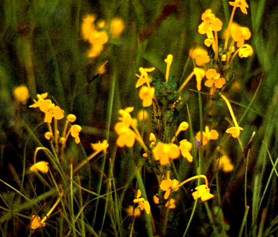 管状长花马先蒿