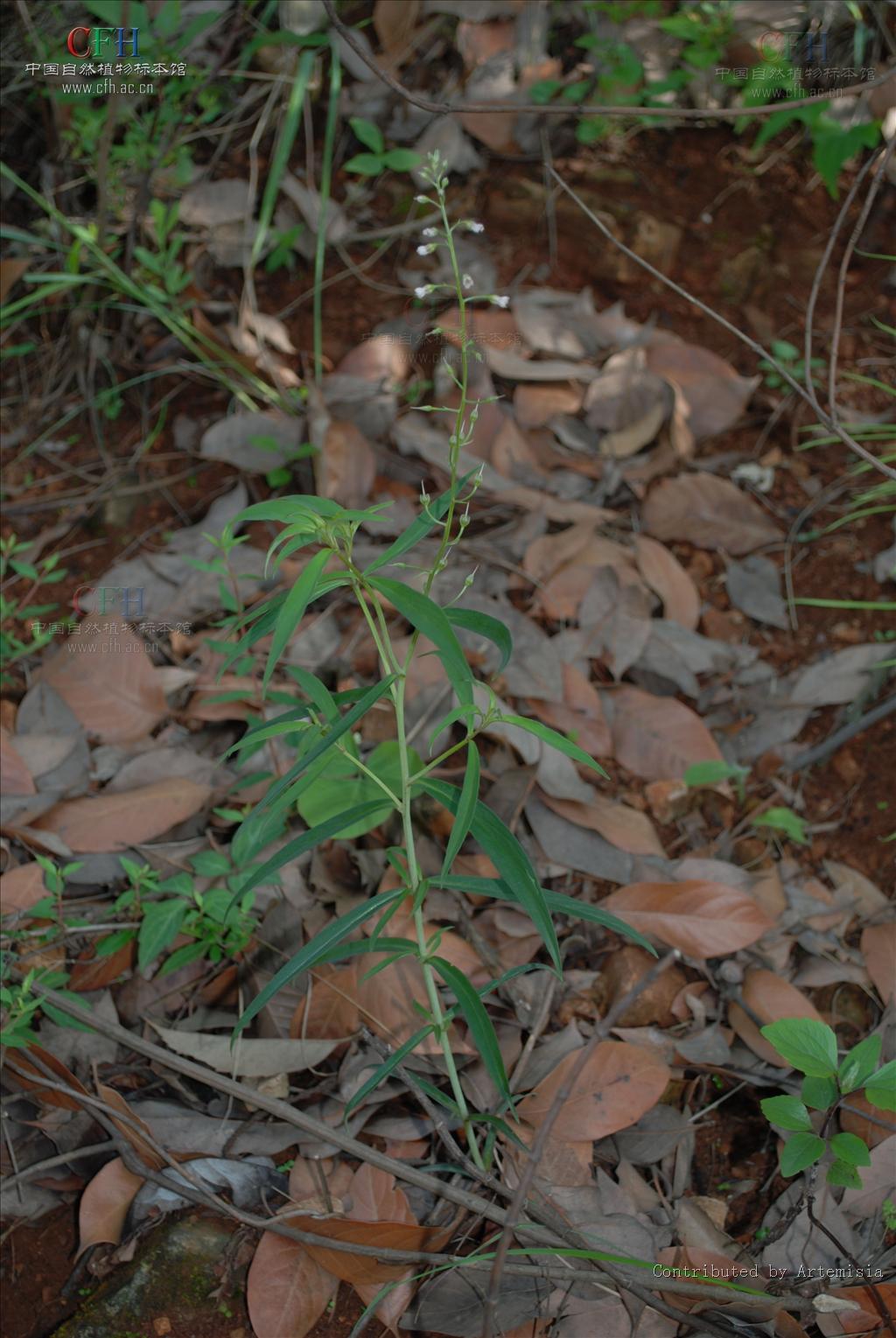云贵腺药珍珠菜
