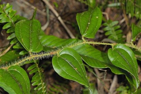  p>刺枝菝葜(学名:smilax horridiramula)是百合科菝葜属植物.